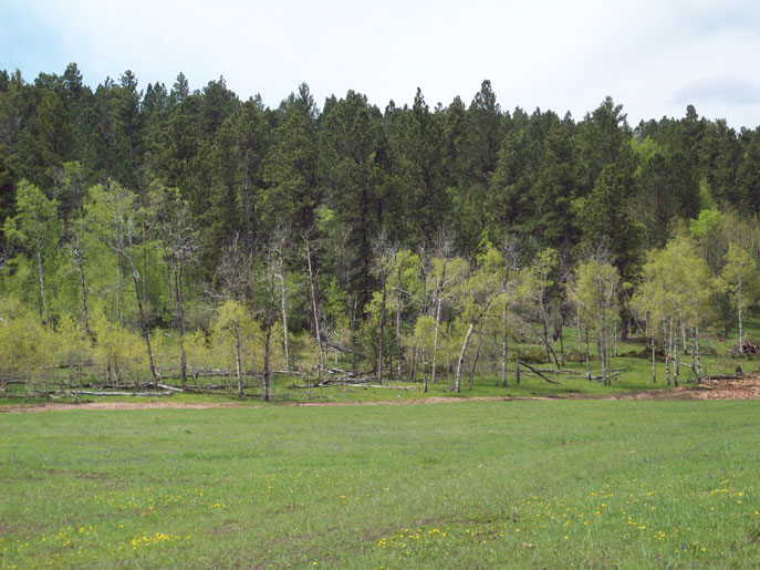 Elk hunting sundance wyoming